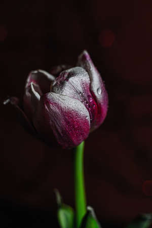 DOF- depth of field. Flowers - soft focus effectの写真素材