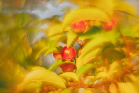 DOF- depth of field. Flowers - soft focus effectの写真素材