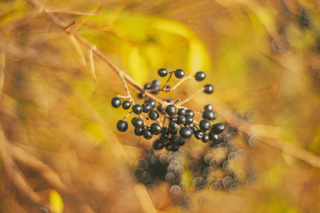 Autumn time - soft focus effect. Blur natural - leaves bokeh background