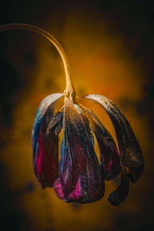 Background art- stylish still life flowers. Creative artwork used for printing on large format canvasの写真素材