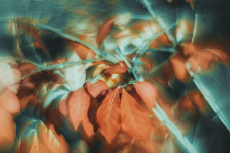 DOF- depth of field. Flowers - soft focus effectの写真素材