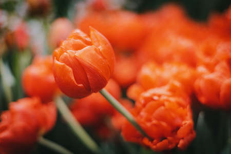 DOF- depth of field. Flowers - soft focus effectの写真素材