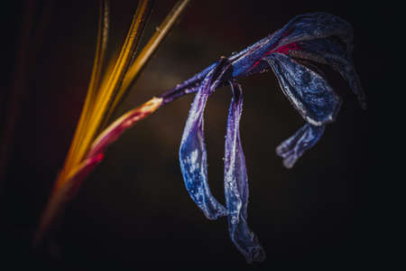 Background art- stylish still life flowers. Creative artwork used for printing on large format canvasの写真素材