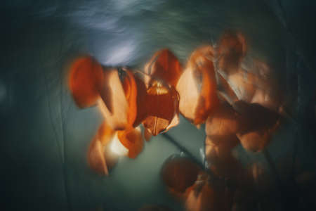 DOF- depth of field. Flowers - soft focus effectの写真素材