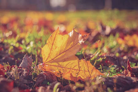 Autumn time - soft focus effect. Blur natural - leaves bokeh backgroundの写真素材