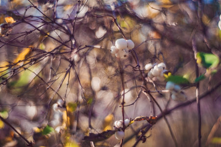 Autumn time - soft focus effect. Blur natural - leaves bokeh background