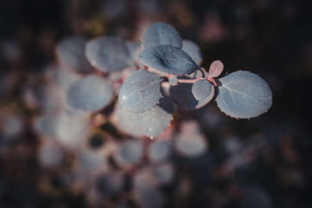 Background art- stylish still life flowers. Creative artwork used for printing on large format canvasの写真素材