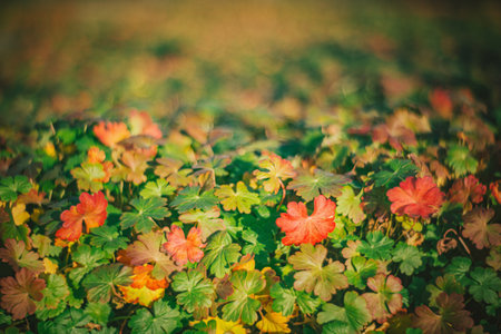 Autumn time - soft focus effect. Blur natural - leaves bokeh backgroundの写真素材