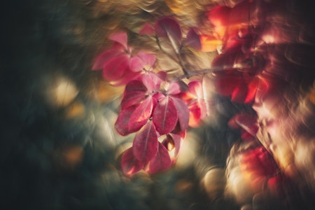 DOF- depth of field. Flowers - soft focus effectの写真素材