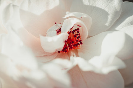 Background art- stylish still life flowers. Creative artwork used for printing on large format canvasの写真素材