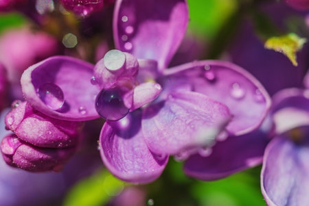Branches of blooming lilac - soft focus. Botanical garden- background pink