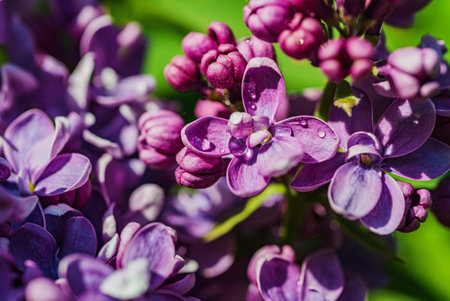Branches of blooming lilac - soft focus. Botanical garden- background pinkの写真素材