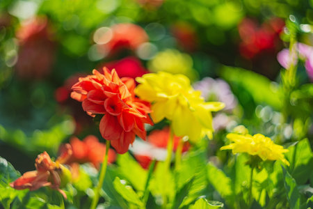 Autumn flowers and other plants in the park are a wonderful time of the year. Beautiful flowerbeds...