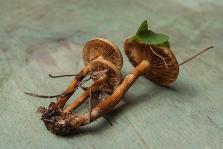 Soft selective focus- mushrooms background. DOF-small depth of fieldの写真素材