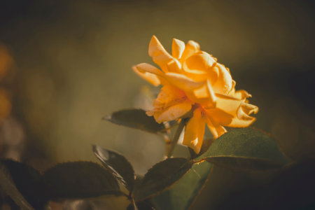 Colorful blurred-gloomy bokeh. Rose background- dark photo flowers. Defocused pastel nature. Petals bokeh - soft focus lightsの写真素材
