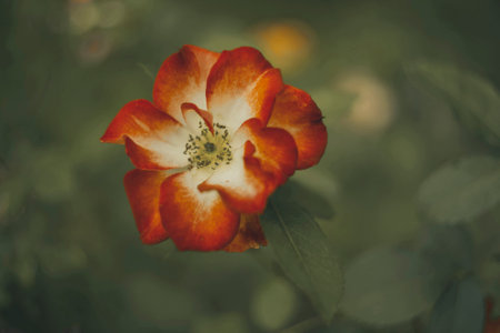 Beautiful red rose in the garden. Vintage style. Toned.の写真素材