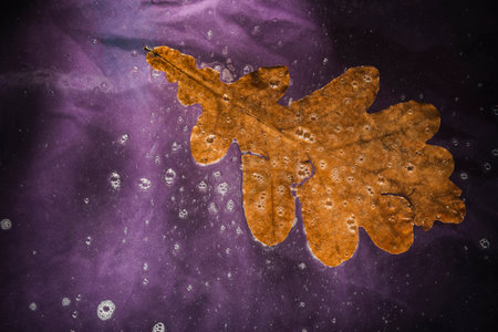 Autumn leaf on glass - drops and streaks of water on the surface. Photography overlays- clip artの写真素材