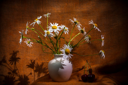 Draped background. Still life of flowers - summer blooming chamomileの写真素材