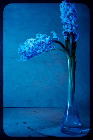 Spring flowers hyacinth - the mood of springtime. Still life jacinth- abstract backgroundの写真素材