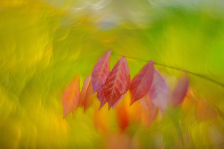 DOF- depth of field. Flowers- soft focus effectの写真素材