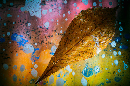 Autumn leaves with water drops on the background of a colored wallの写真素材