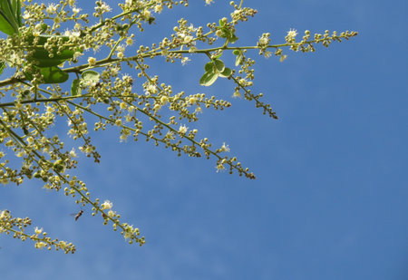Bumper Fruiting