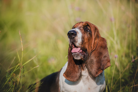 Portrait of a basset hound in the grass