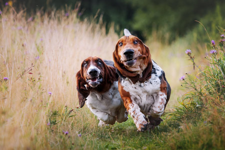 Two dogs breed basset hound running in a meadow.の写真素材
