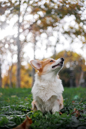 Welsh corgi pembroke dog sitting in autumn parkの写真素材