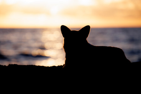 Silhouette of a welsh corgi pembroke lying on the sandy beach, beautiful sunset sky and blue oceanの写真素材