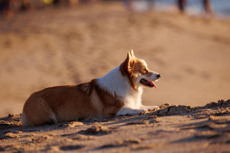 Red and white welsh corgi pembroke lying on the sandy beachの写真素材