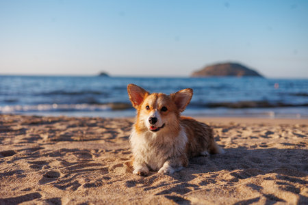 Red and white wet after swimming welsh corgi pembroke lying on the beachの写真素材