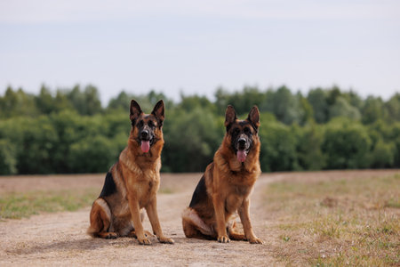 Two beautiful obedient german shepherd dogs sitting in a field, forest in the backgroundの写真素材