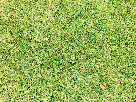 Green grass design background texture