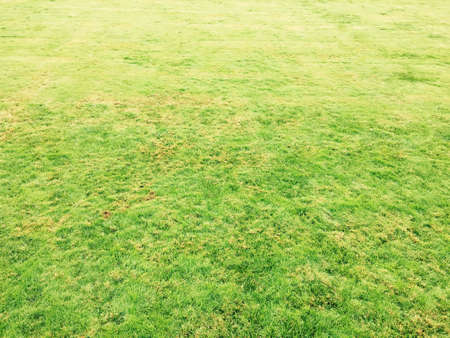 Green grass backgroundの素材