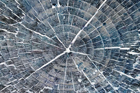 Organic wood background. Abstract wood texture. Black wooden texture background.の写真素材