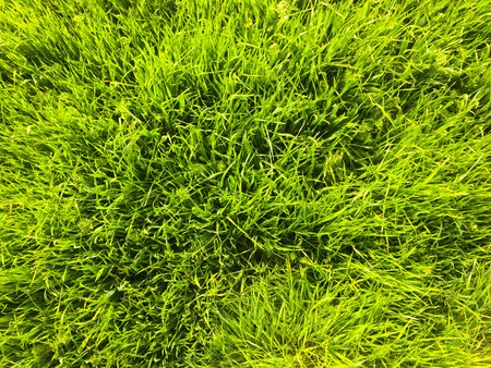 The field of young wheat. Background green grass. Green wheat ears in field. Green lawn for...