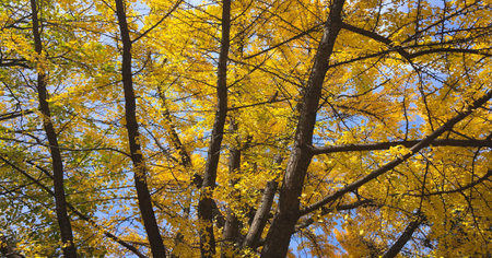 ginkgo biloba tree with yellow leaves at fall season