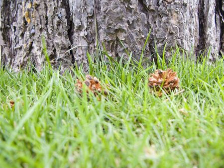 Green grass field and pine tree background.の写真素材