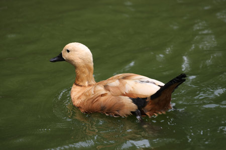 Brown wood duck swimming