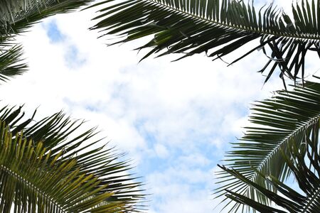 coconuts sky 3の写真素材