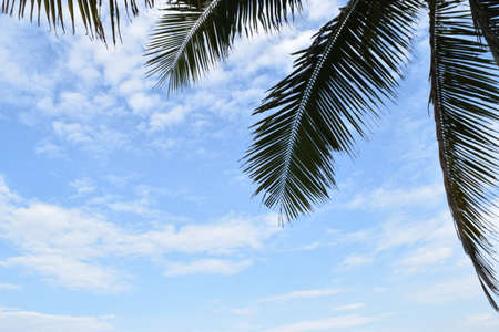 coconuts sky 2の写真素材