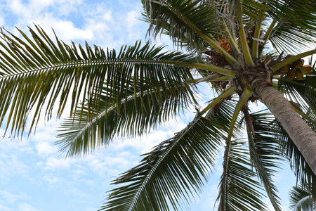 coconuts sky 2