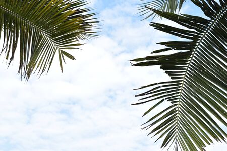 coconuts skyの写真素材