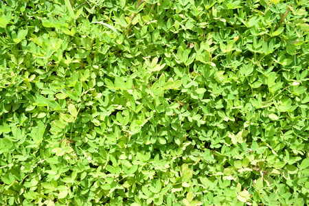 Natural beautiful and colorful plant at danangの写真素材