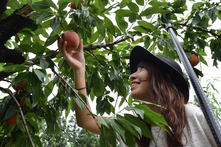 Flesh fruit picking girl at outer placeの写真素材