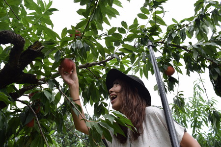 Flesh fruit picking girl at outer placeの写真素材