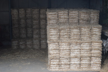 this is the feed of grass for beefの写真素材