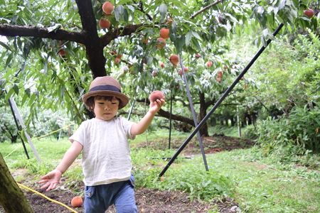 cute boy is picking fruits which are peachesの写真素材