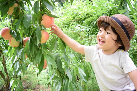 cute boy is picking fruits which are peachesの写真素材